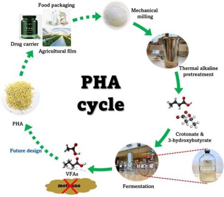 Polyhydroxyalkanoat – Ein vielseitiger Biokunststoff für nachhaltige Anwendungen!