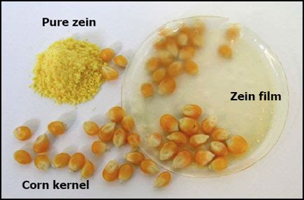 Zein - Faszinierende Biopolymerquelle für Hochleistungspolymere und innovative Textilfasern!